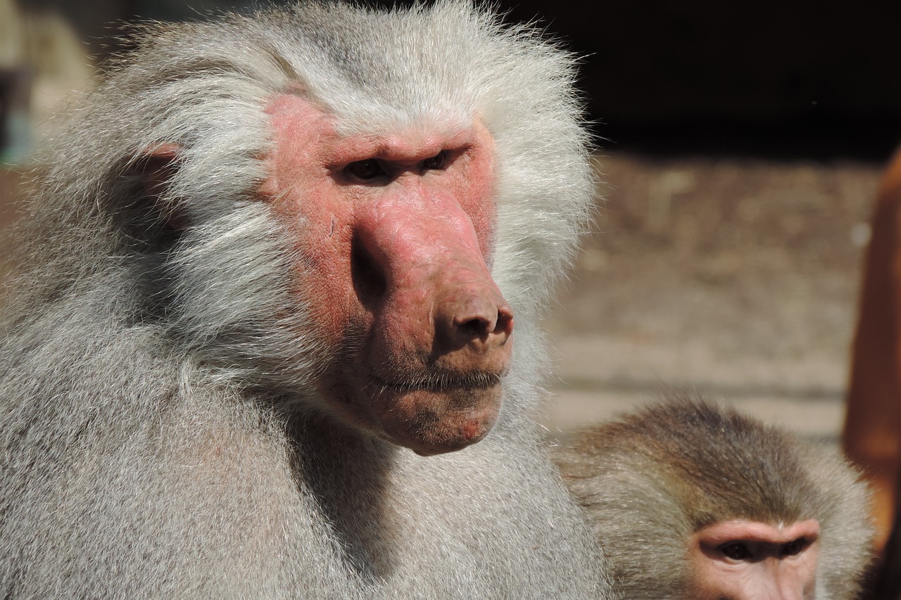 Augsburger Zoo Augsburg